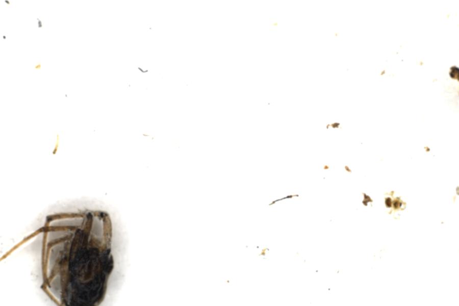 Image 39